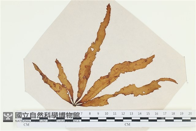 登錄號:A00002530藏品圖，第1張
