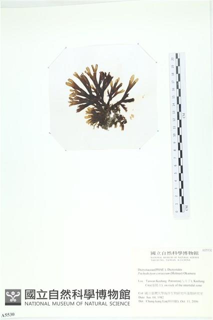 厚網目藻藏品圖，第3張