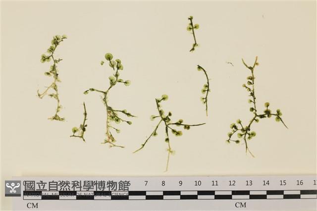 盾葉蕨藻藏品圖，第1張