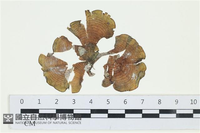 南方團扇藻藏品圖，第1張