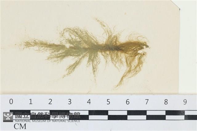 棲狀褐茸藻藏品圖，第1張