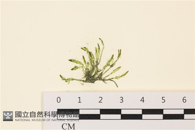 偏列羽藻藏品圖，第1張
