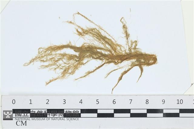 登錄號:A00003330藏品圖，第1張