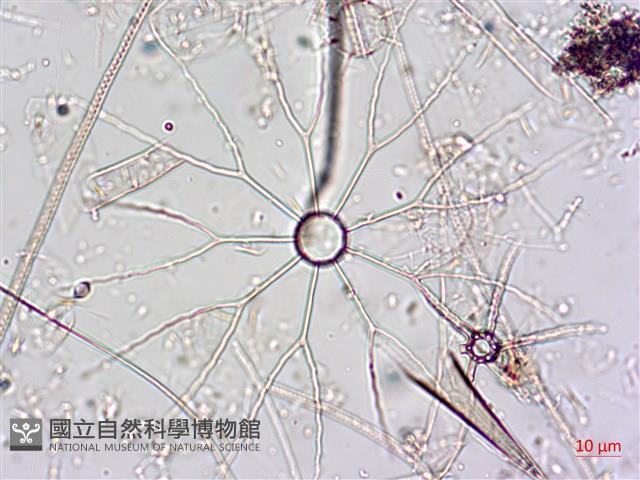 登錄號:A00004650藏品圖，第4張