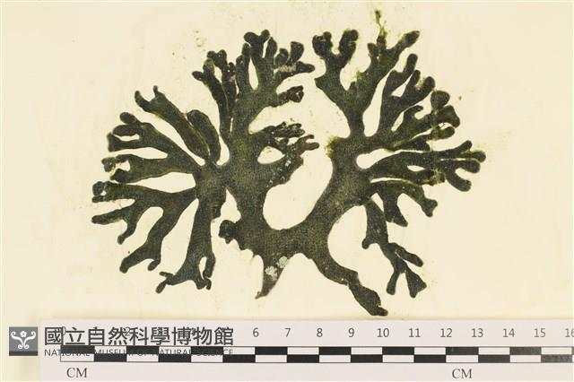 臺灣水松, 臺灣松藻藏品圖，第1張