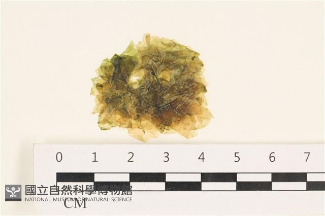 茶花石蓴, 牡丹菜藏品圖，第1張