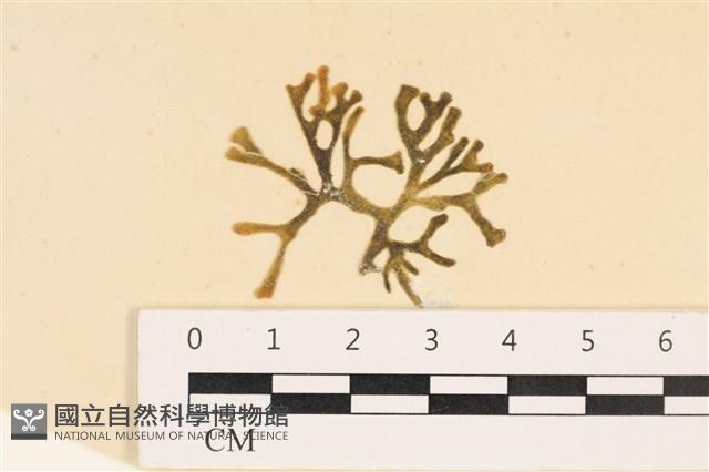 登錄號:A00005050藏品圖，第1張