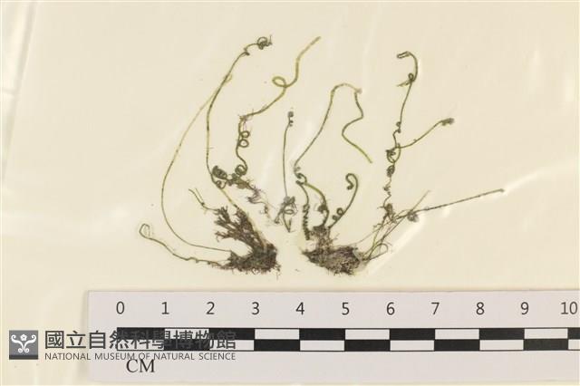 粗硬毛藻, 綠苔藏品圖，第1張