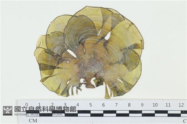 登錄號:A00006550藏品圖，第1張