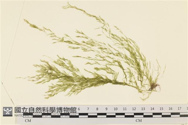 登錄號:A00001620藏品圖，第1張