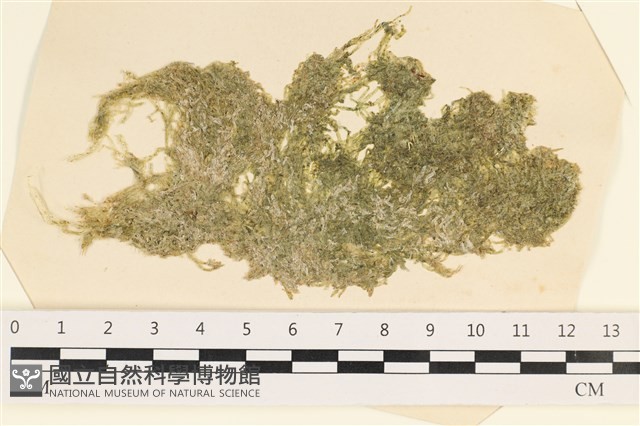 指枝藻藏品圖，第1張