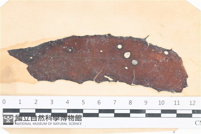 登錄號:A00003520藏品圖，第1張