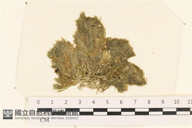 伸展剛毛藻藏品圖，第1張