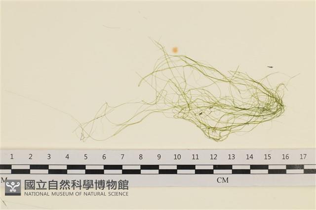 腸滸苔, 河石髮藏品圖，第1張