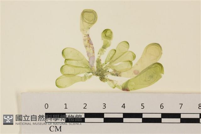 曲玉藻, 香蕉菜, 玉茄藻藏品圖，第1張