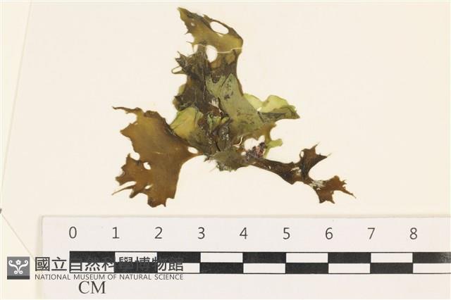 登錄號:A00003070藏品圖，第1張