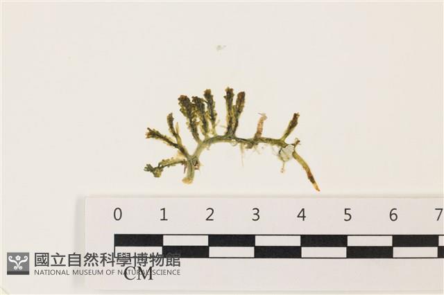 登錄號:A00006170藏品圖，第1張