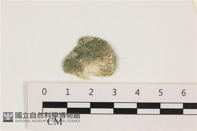 網球藻藏品圖，第1張