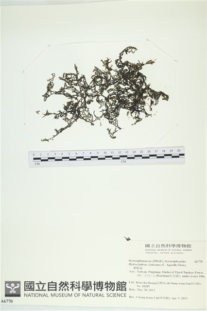網胰藻藏品圖，第1張