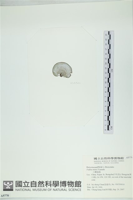 小團扇藻藏品圖，第3張