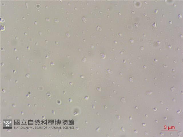 登錄號:A00004610藏品圖，第3張