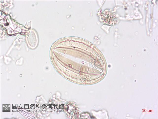 登錄號:A00004510藏品圖，第4張