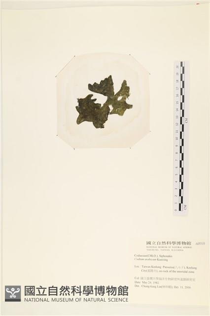 阿拉伯松藻藏品圖，第3張