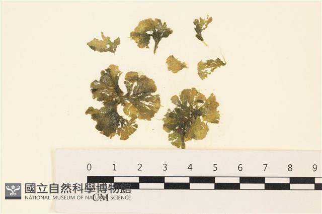 浮網藻, 肋葉藻藏品圖，第1張