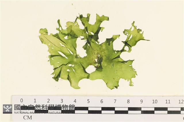 石蓴藏品圖，第1張