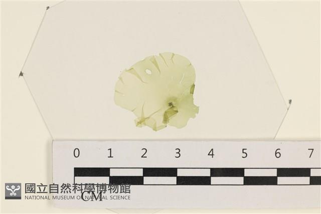 石蓴藏品圖，第1張