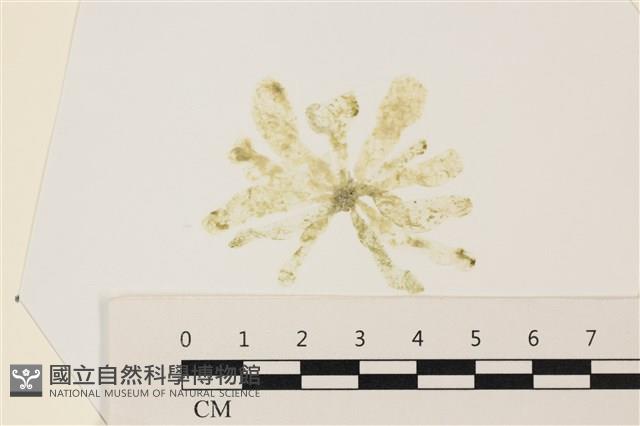 曲玉藻, 香蕉菜, 玉茄藻藏品圖，第1張