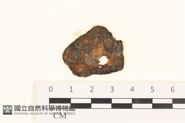 袋苔, 囊藻藏品圖，第1張