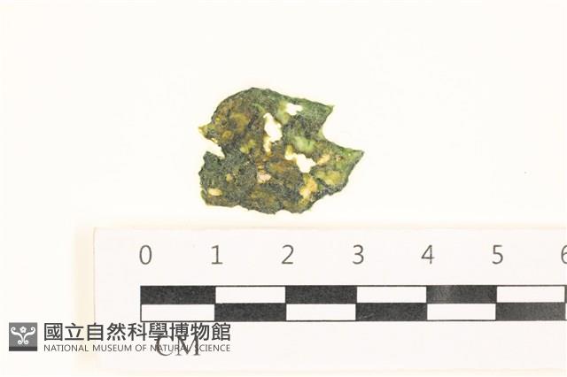 袋苔, 囊藻藏品圖，第1張