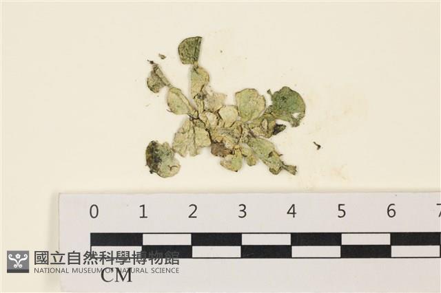 大葉海仙人掌, 大葉仙掌藻藏品圖，第1張