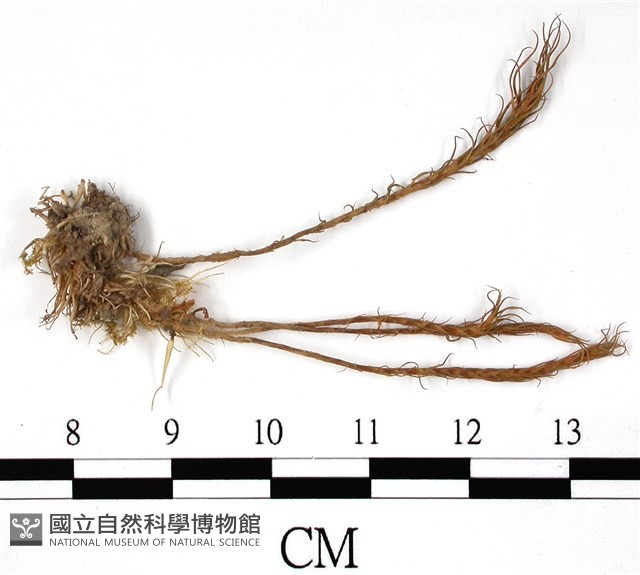 登錄號:B00004490藏品圖，第3張