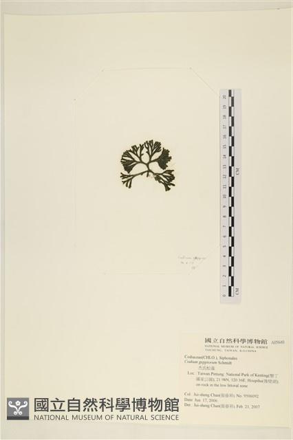 登錄號:A00005640藏品圖，第3張