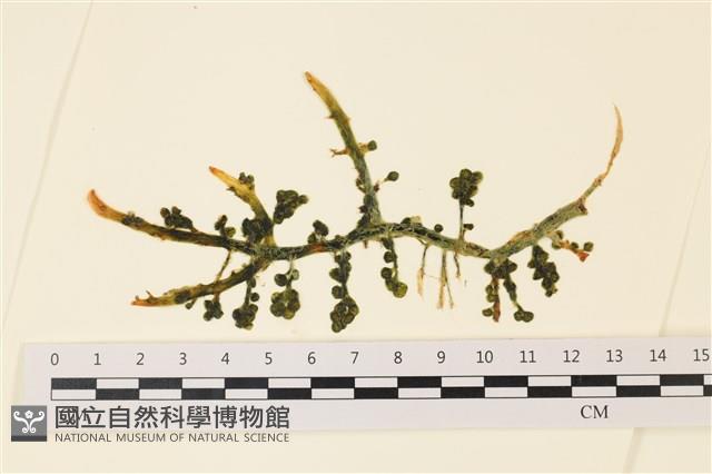 登錄號:A00001140藏品圖，第1張