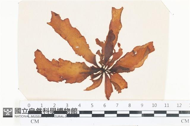 登錄號:A00002540藏品圖，第1張