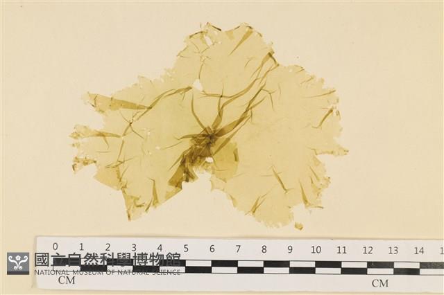 登錄號:A00006540藏品圖，第1張