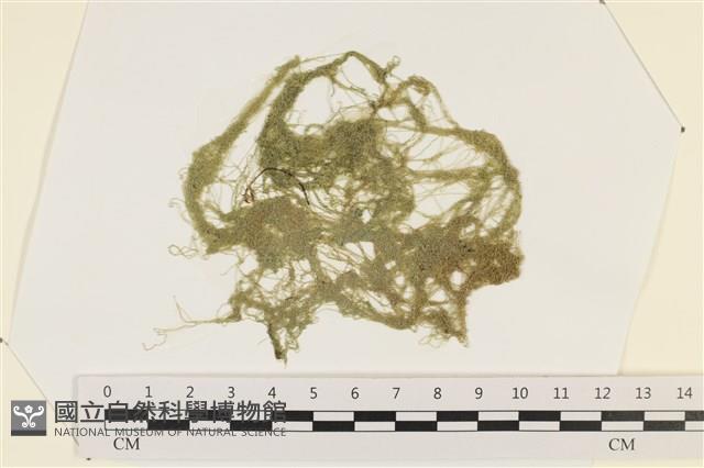粗硬毛藻, 綠苔藏品圖，第1張