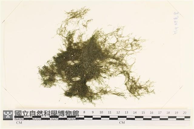 指枝藻藏品圖，第1張