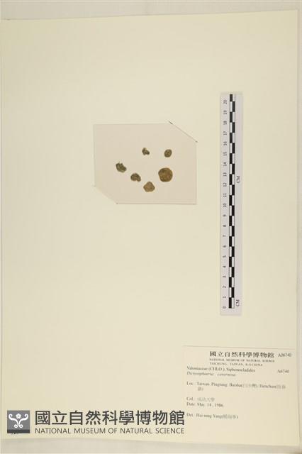 網球藻藏品圖，第3張