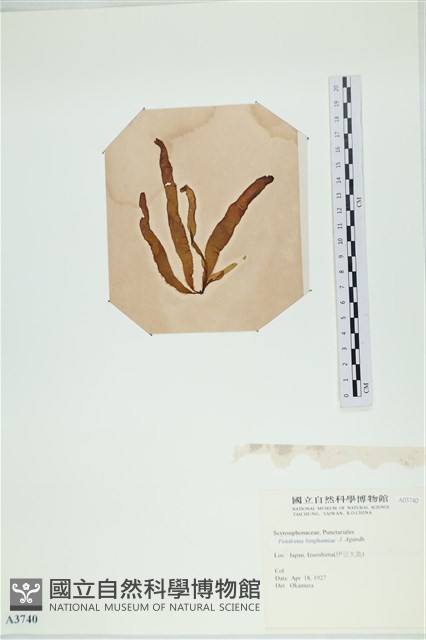 葉苔, 小海帶藏品圖，第3張