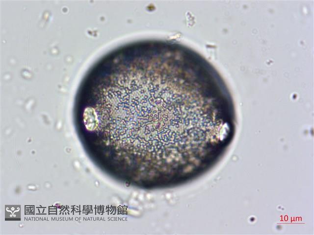 登錄號:A00004660藏品圖，第4張