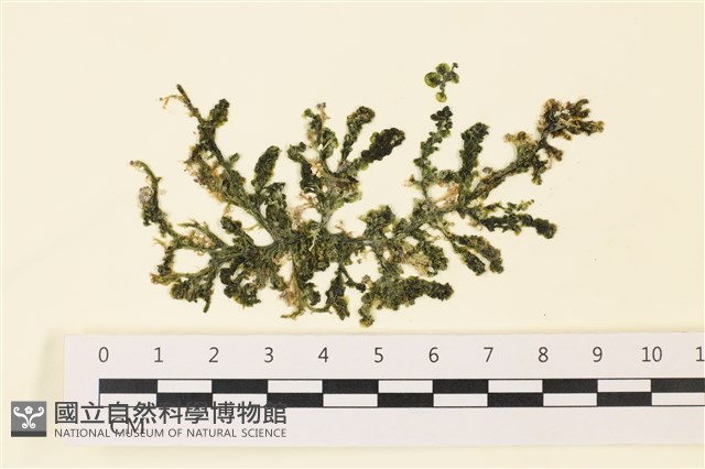 盾葉蕨藻藏品圖，第1張