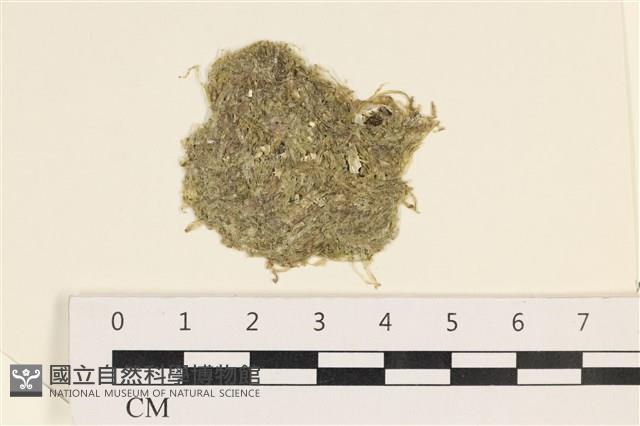 指枝藻藏品圖，第1張