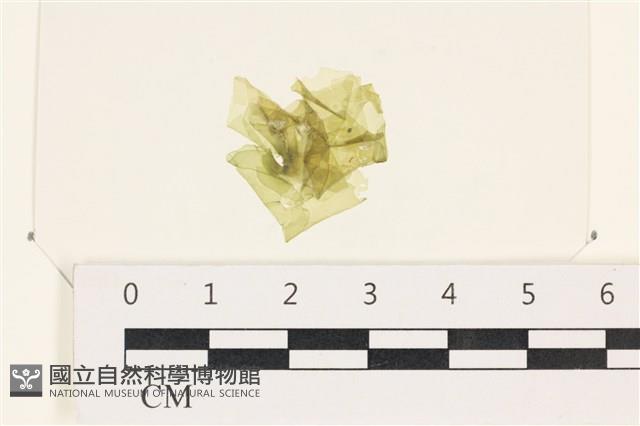 茶花石蓴, 牡丹菜藏品圖，第1張