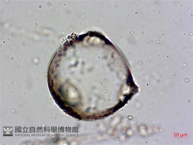 登錄號:A00004560藏品圖，第4張