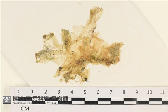 茶花石蓴, 牡丹菜藏品圖，第1張