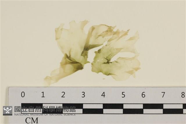 大石蓴, 石蓴藏品圖，第1張